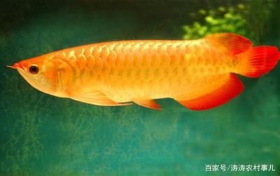 金龍魚吃什么食物長得快又好養(yǎng)殖的 龍魚百科