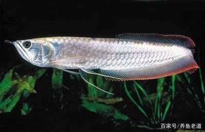 龍魚(yú)的養(yǎng)殖溫度要求是多少合適 龍魚(yú)百科