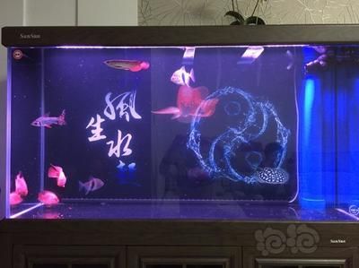 金龍會(huì)吃小虎魚嗎