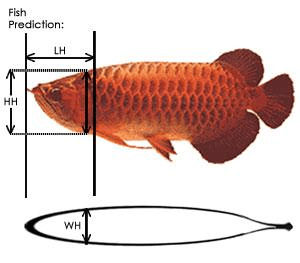 龍魚雌雄結(jié)構(gòu)圖