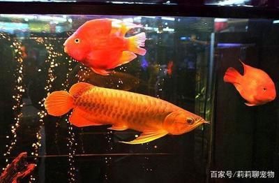 龍魚打斗怎么辦 龍魚百科