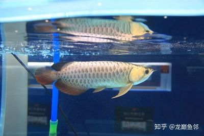 過(guò)背金龍魚(yú)挑選