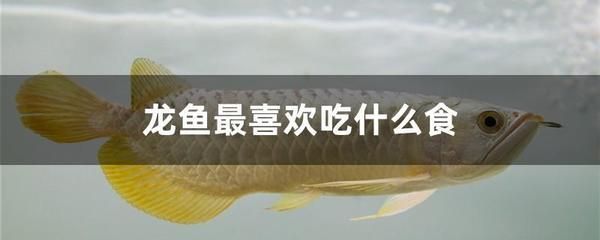 龍魚吃什么活食最好吃 龍魚百科