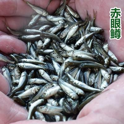 龍魚掉眼怎么恢復(fù)正常顏色 龍魚百科