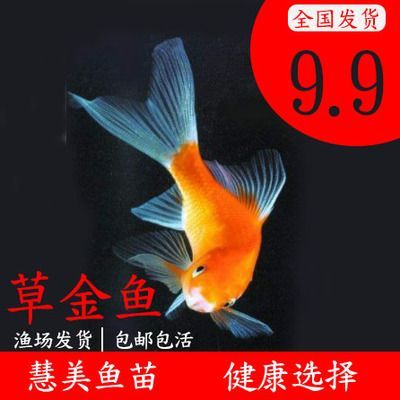 龍魚(yú)檔次高還是金魚(yú)檔次高 龍魚(yú)百科