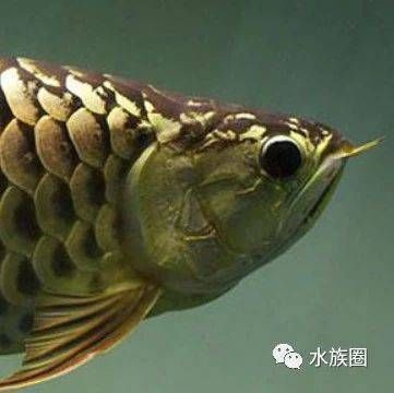 龍魚(yú)常見(jiàn)品種飼養(yǎng)與現(xiàn)狀分析論文范文怎么寫(xiě)