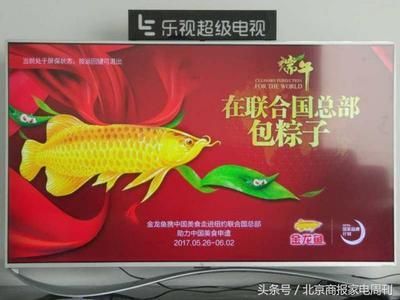 金龍魚好久不吃會餓著嗎 龍魚百科 第2張