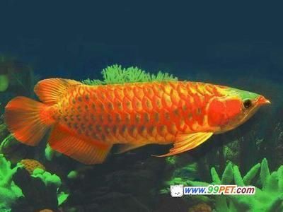 金龍魚(yú)最長(zhǎng)多長(zhǎng) 龍魚(yú)百科 第3張