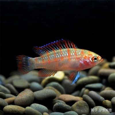 火焰變色龍魚好養(yǎng)嗎