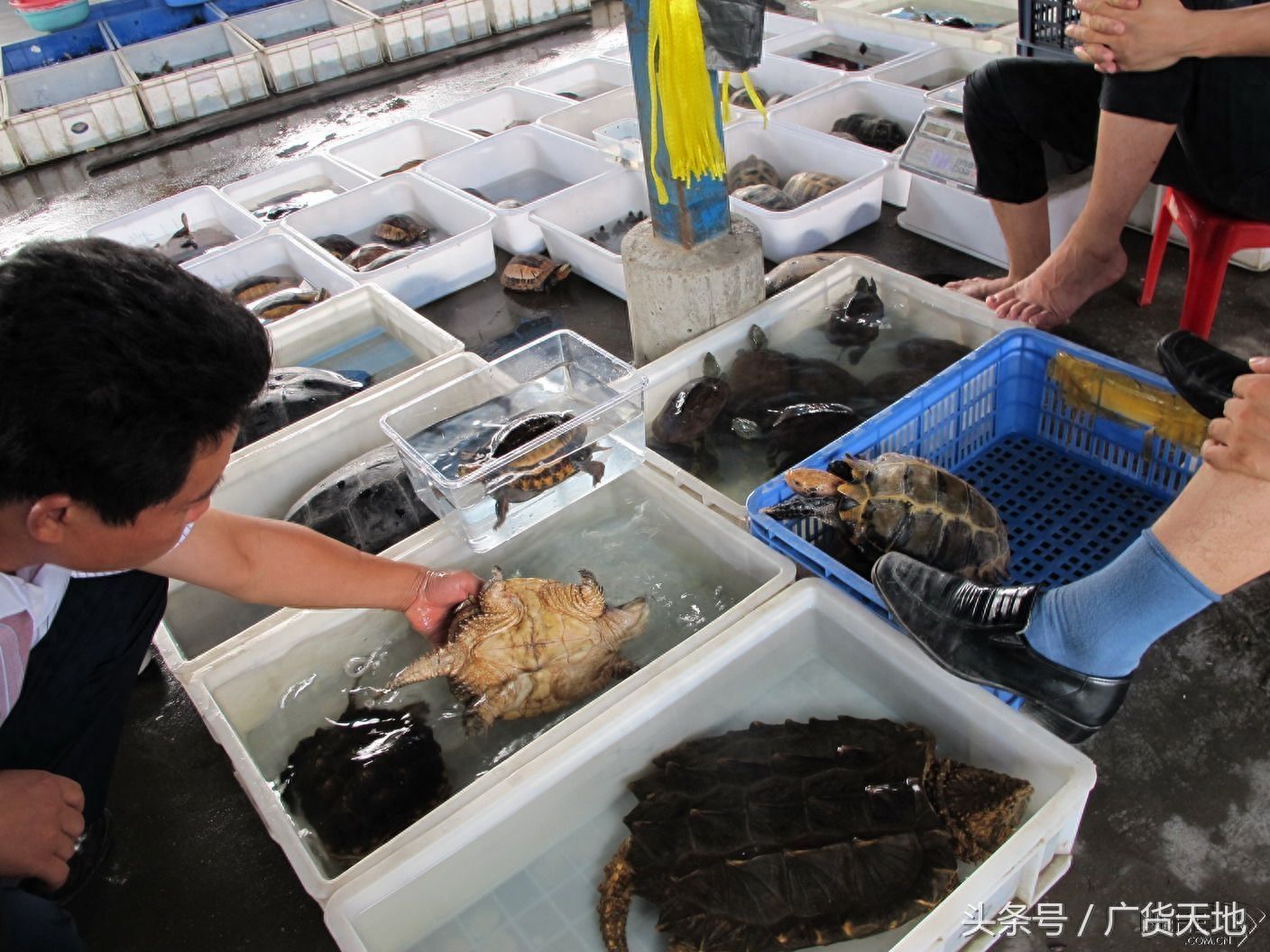 海北藏族自治州觀賞魚批發(fā)市場 全國觀賞魚市場 第1張