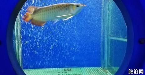 金龍魚在魚缸底下趴著不動是為什么 龍魚百科 第3張