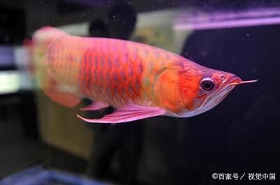 金龍魚(yú) 紅龍魚(yú) 區(qū)別在哪 龍魚(yú)百科 第2張