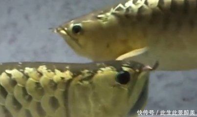 金龍魚(yú)繁衍后代