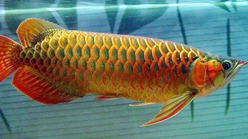 金龍魚(yú)紅尾巴是什么魚(yú) 龍魚(yú)百科 第3張