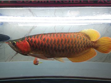 金龍魚(yú)紅尾巴是什么魚(yú) 龍魚(yú)百科 第2張