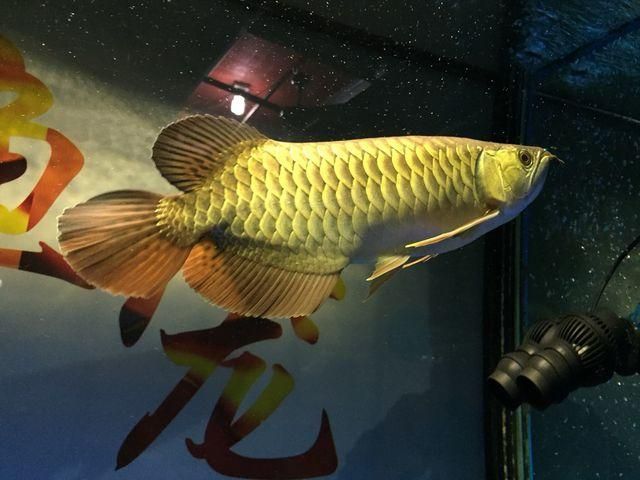 金龍魚(yú)紅尾巴是什么魚(yú) 龍魚(yú)百科 第1張