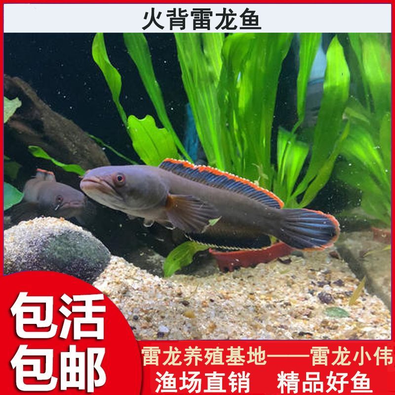 奶茶雷龍魚苗難養(yǎng)嗎怎么養(yǎng)