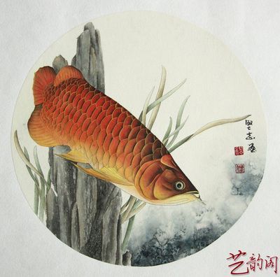 金龍魚畫家是誰畫的 龍魚百科 第2張