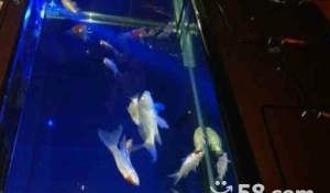 撫順水族批發(fā)市場 全國觀賞魚市場 第1張