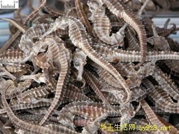 龍魚魚須彎了怎么辦？ 龍魚百科