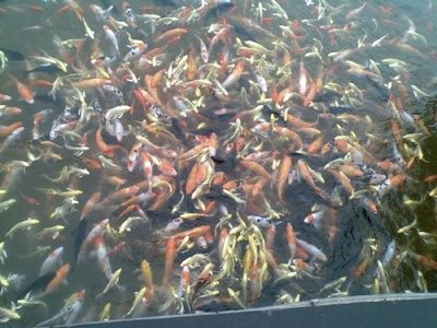 大興安嶺觀賞魚批發(fā)市場 全國觀賞魚市場 第2張