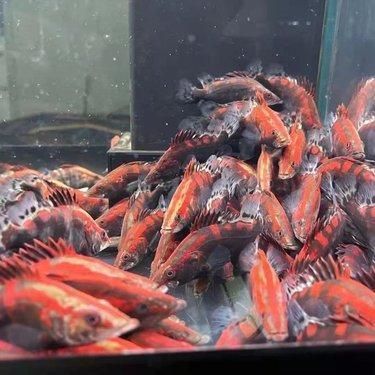 大興安嶺觀賞魚批發(fā)市場 全國觀賞魚市場 第1張