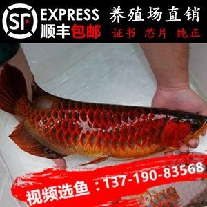 龍魚苗怎么養(yǎng)才能養(yǎng)活一些呢 龍魚百科