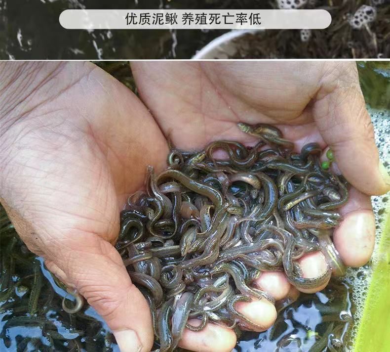 龍魚喂泥鰍好處和壞處