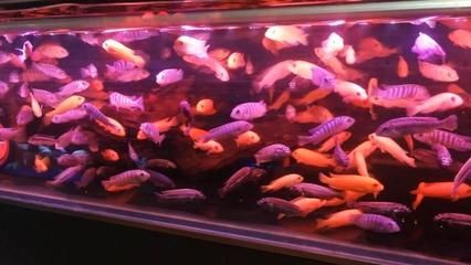 克拉瑪依觀賞魚批發(fā)市場 全國觀賞魚市場 第2張