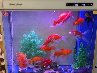 森森水族魚缸1.2米濾材怎么放 森森魚缸