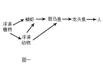 吃龍頭魚的害處 龍魚百科 第2張