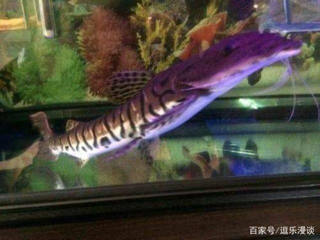 龍魚如何養(yǎng)出大體型的魚