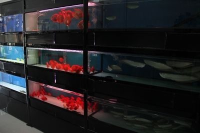 阿拉善盟水族批發(fā)市場 全國觀賞魚市場 第1張