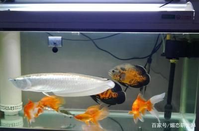 養(yǎng)龍魚最佳水溫多少合適 龍魚百科 第2張