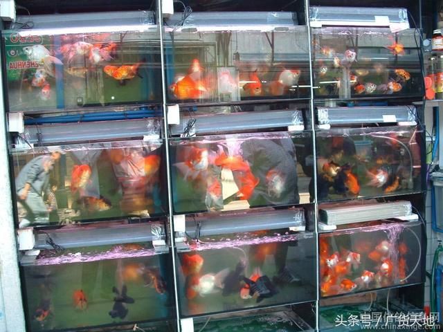 開封觀賞魚批發(fā)市場(chǎng) 全國(guó)觀賞魚市場(chǎng) 第1張