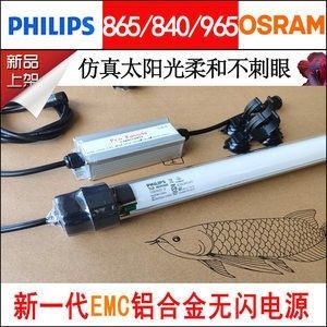 龍魚是什么動物類型 龍魚百科