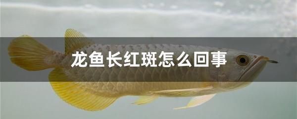 龍魚細(xì)菌感染用什么抗生素好使 龍魚百科