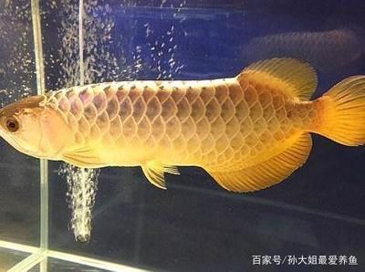 金龍魚炮彈頭和平頭怎么分辨 龍魚百科