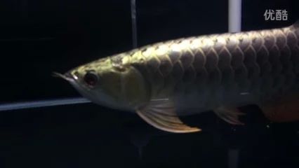 龍魚掉眼手術(shù)做完需要控食嗎 龍魚百科 第3張