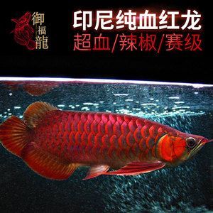 紅龍魚血統(tǒng)排行榜 龍魚百科 第2張