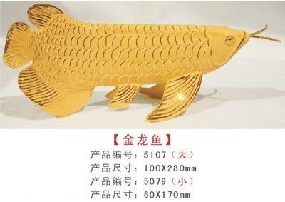 金龍魚尺寸分類圖