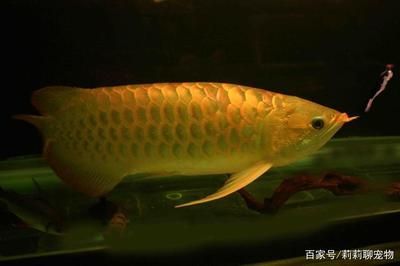 如何調(diào)理龍魚(yú)狀態(tài)好一點(diǎn)