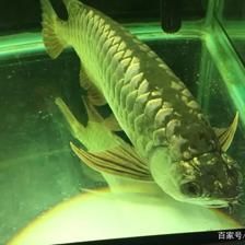 如何調(diào)理龍魚(yú)狀態(tài)好一點(diǎn)