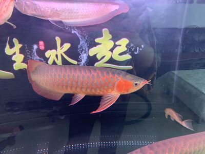 如何調(diào)理龍魚(yú)狀態(tài)好一點(diǎn)