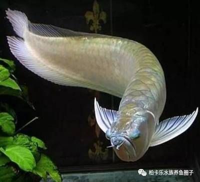 龍魚喂食活魚怎樣消毒殺菌