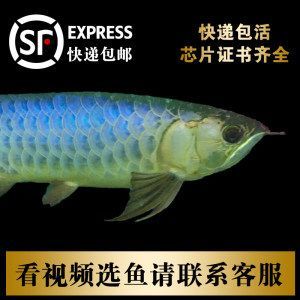 龍魚帶芯片證書是什么意思