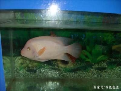 龍魚(yú)咬流血了怎么辦