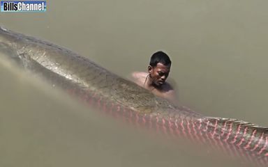 巨骨舌魚和龍魚有什么關系 龍魚百科 第2張