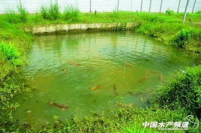 中國最大龍魚養(yǎng)殖場地