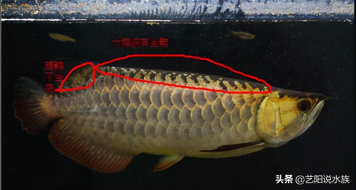 金龍魚比賽評(píng)判標(biāo)準(zhǔn)是什么